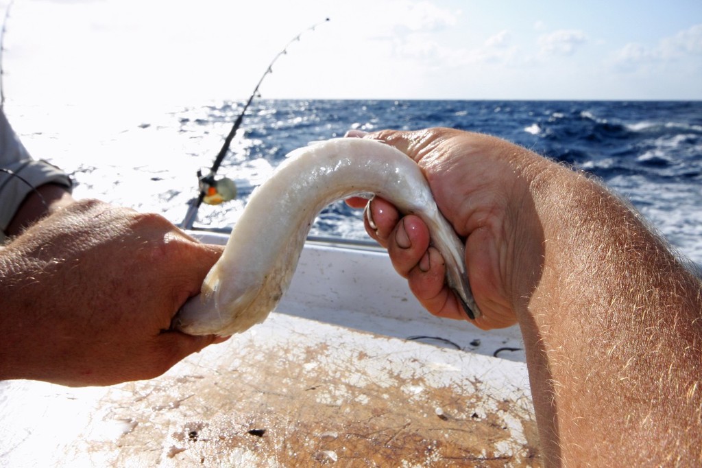 Taking the garfish in two hands bend it to snap the spine and bones. © Jarrod Day